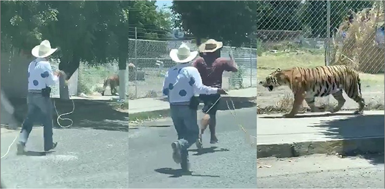Tigre pasea por calles de Jalisco y hombre lo laza para atraparlo