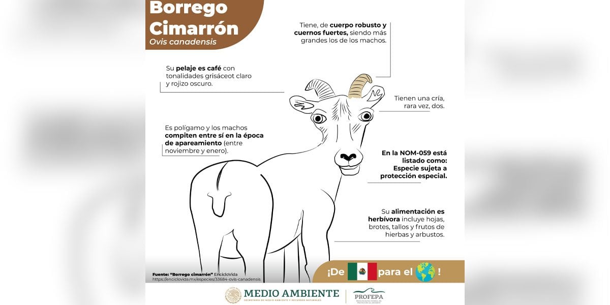 Profepa desata memes y burlas en redes sociales por dibujos de fauna de México