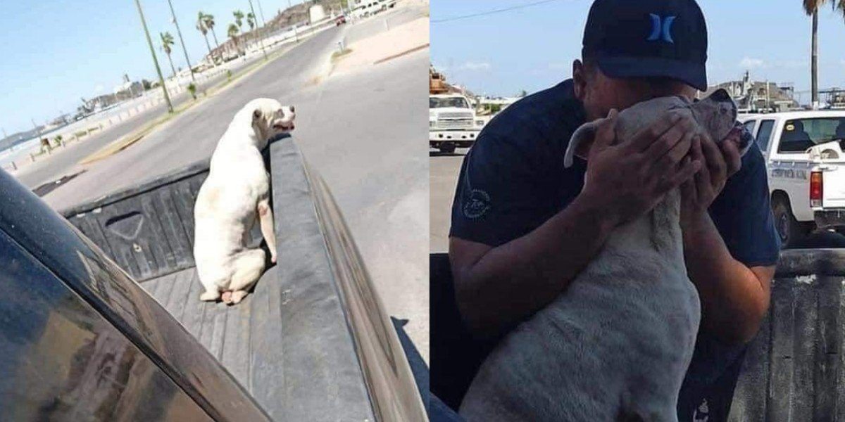 Hombre da último paseo con su perrito enfermo de cáncer antes de dormirlo