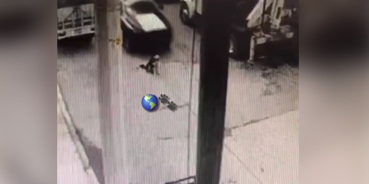 Patrulla de policía municipal arrolla intencionalmente a perrito husky en Edomex