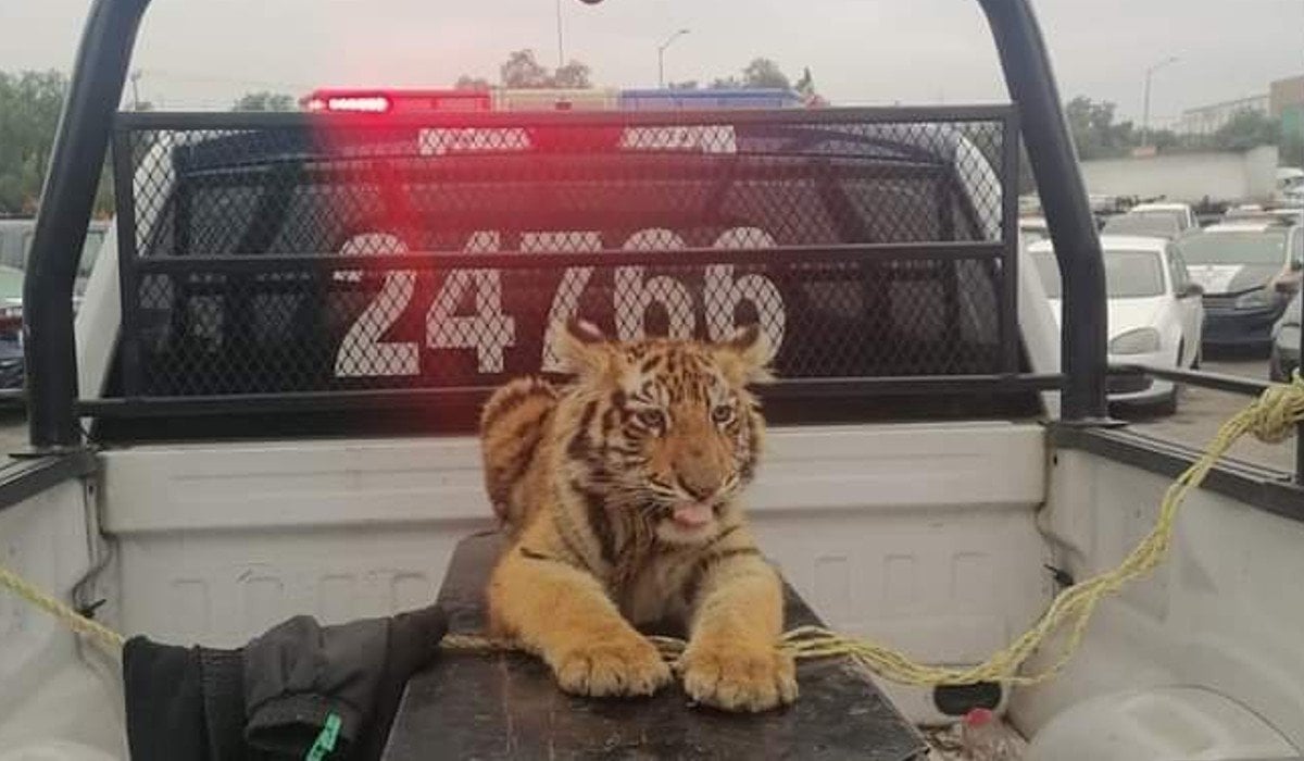 Autoridades capturan tigre de bengala en calles de Cuautitlán Izcalli; deambulaba desorientado