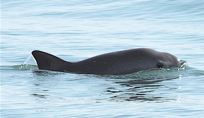 Denuncian a México a través de mecanismo del T-MEC por no proteger a la vaquita marina