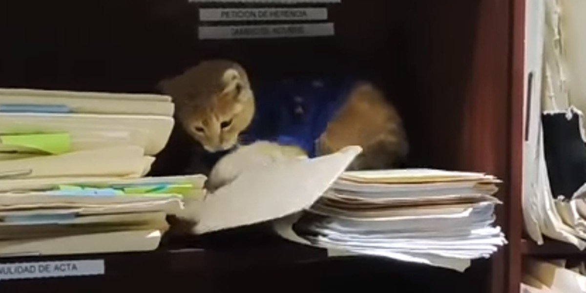 Rescatan gatito y ahora da consejos jurídicos con su dueño: es el 'abogato'