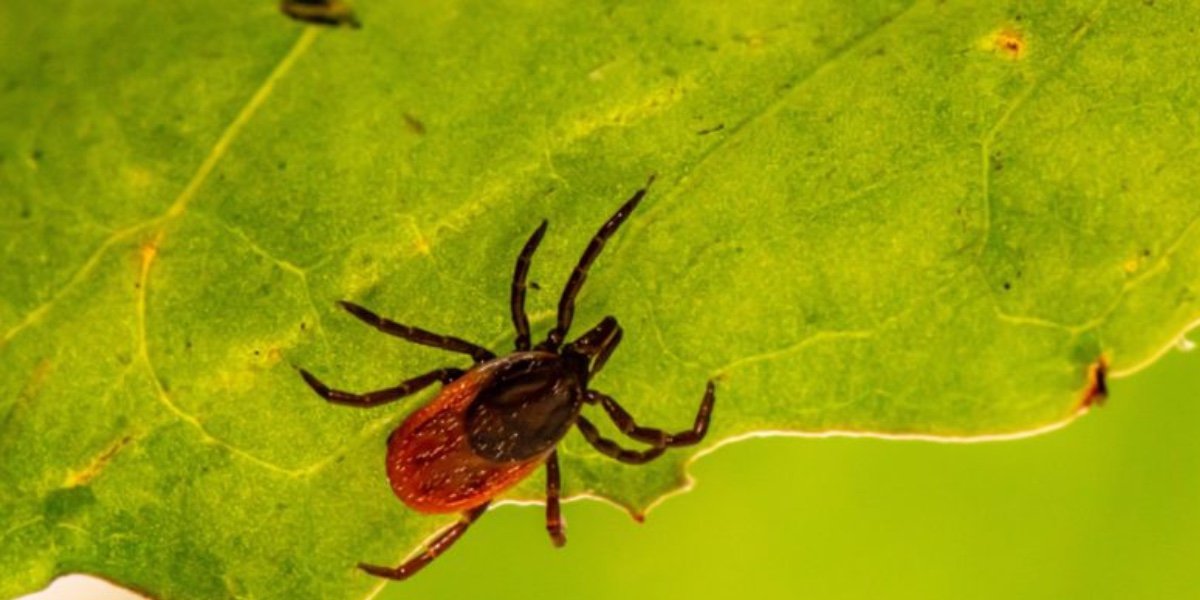 Japón alerta por nuevo virus ‘Yezo’; lo transmiten las picaduras de garrapatas
