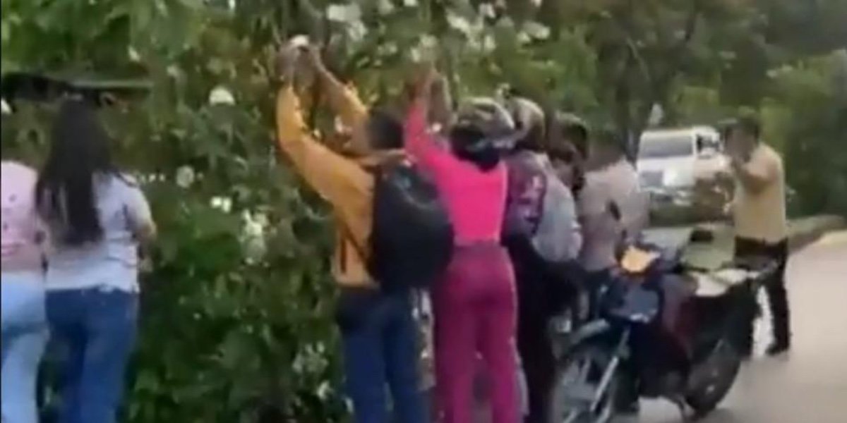 Árbol lleno de billetes sorprende a habitantes de Pance, sur de Cali (Video)