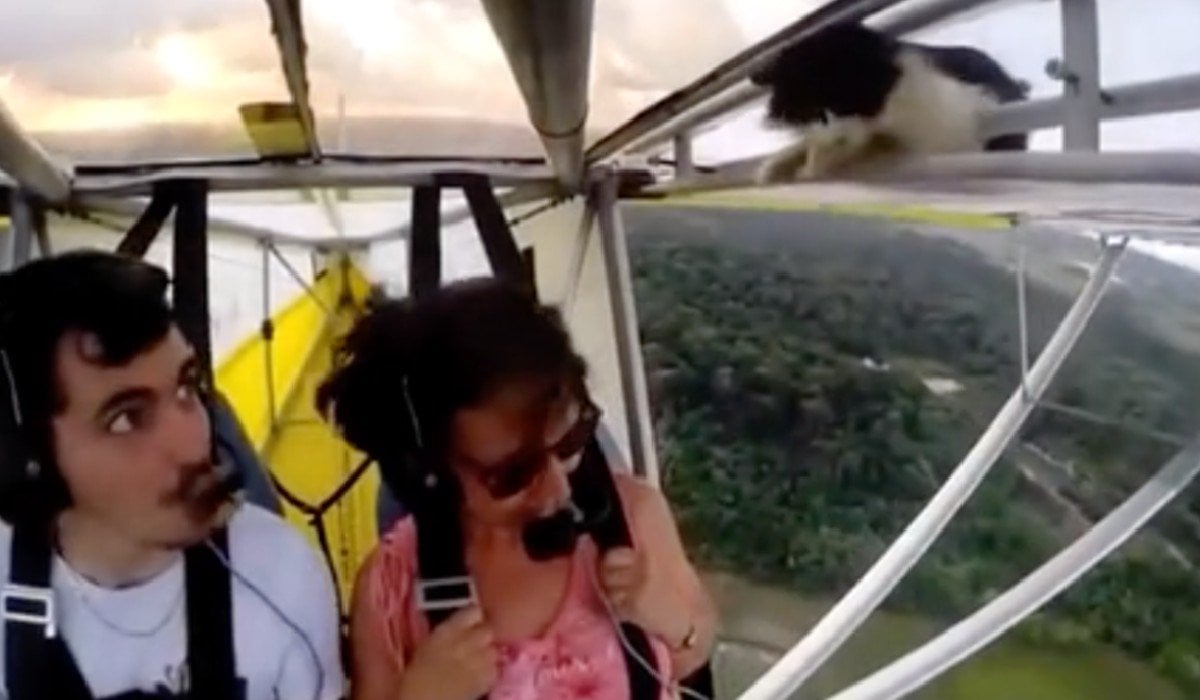 ‘Gato volador’ se vuelve viral; el minino apareció en ala de un avión ultraligero