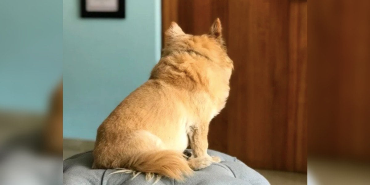YosStop rompe en llanto por su perrito, quien la espera frente a la puerta todos los días