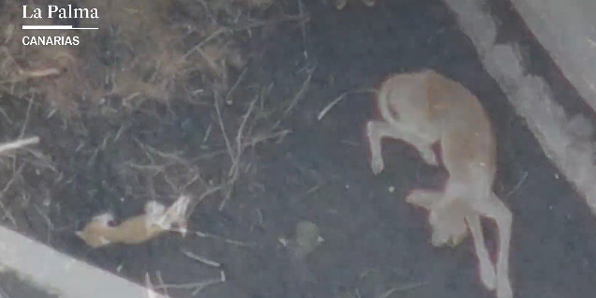 Empresa de drones prepara rescate de perritos atrapados en La Palma