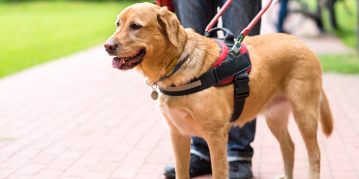 Niegan acceso a mujer invidente con perro guía en churrería de CDMX