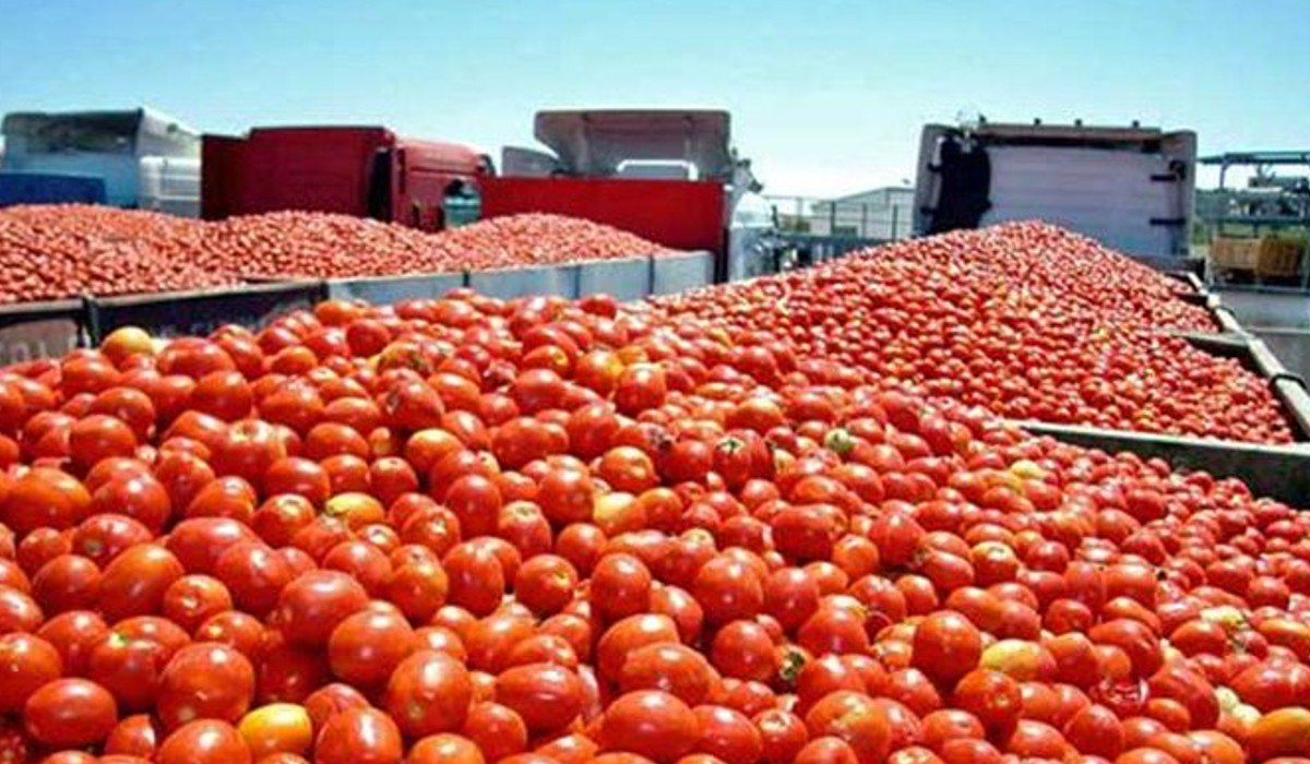 Tomate mexicano enfrenta una suspensión para entrar a EUA; acusan que es por trabajos forzados