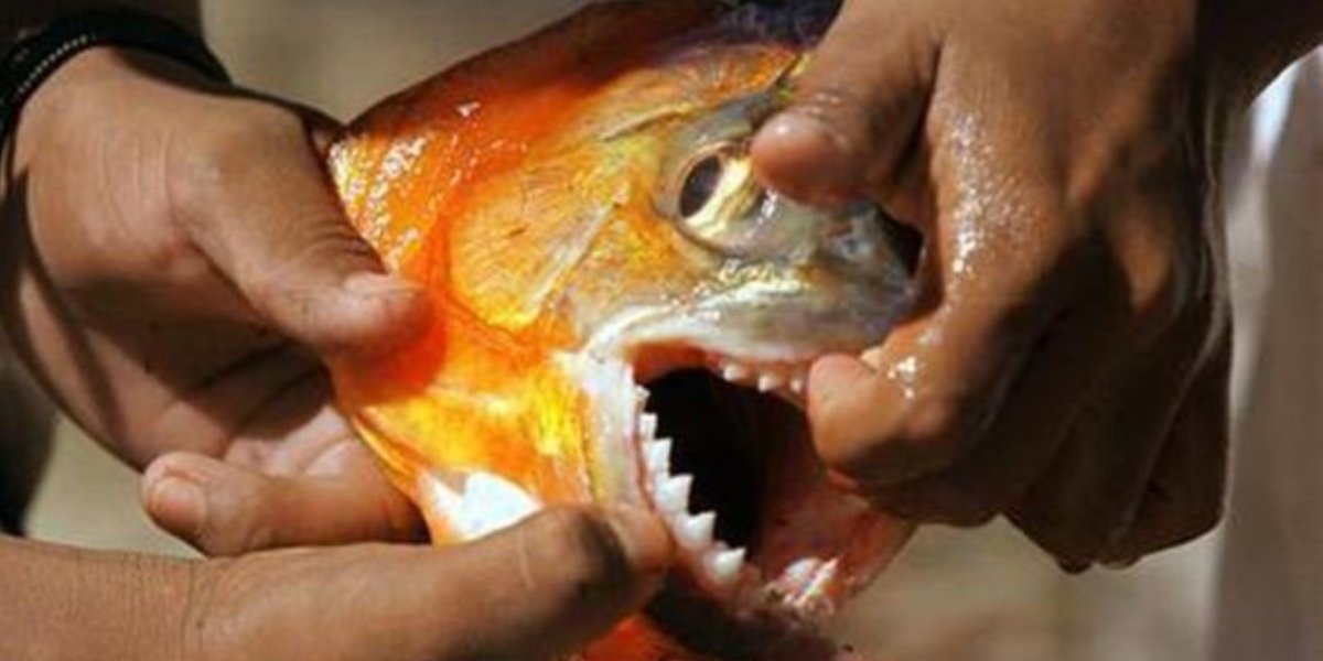Hombre se lanza a lago para huir de abejas, pero lo devoran las pirañas