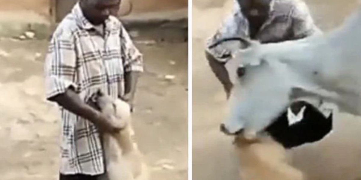 Hombre agrede y ahorcaba a un perro; pero una vaca lo defiende