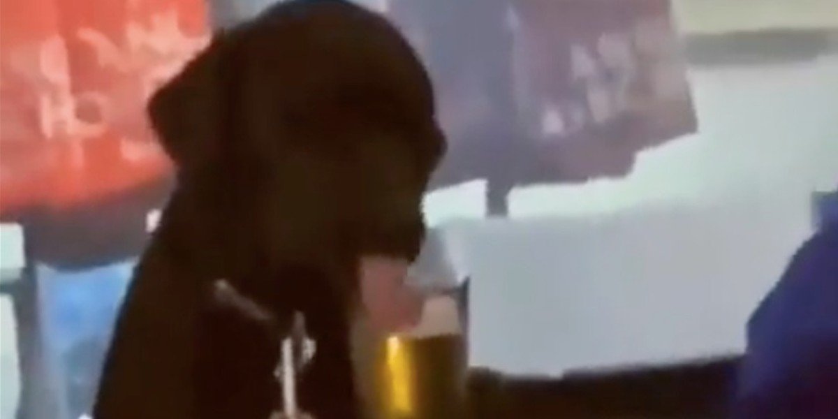 Perrito toma cerveza en un bar y video se vuelve viral