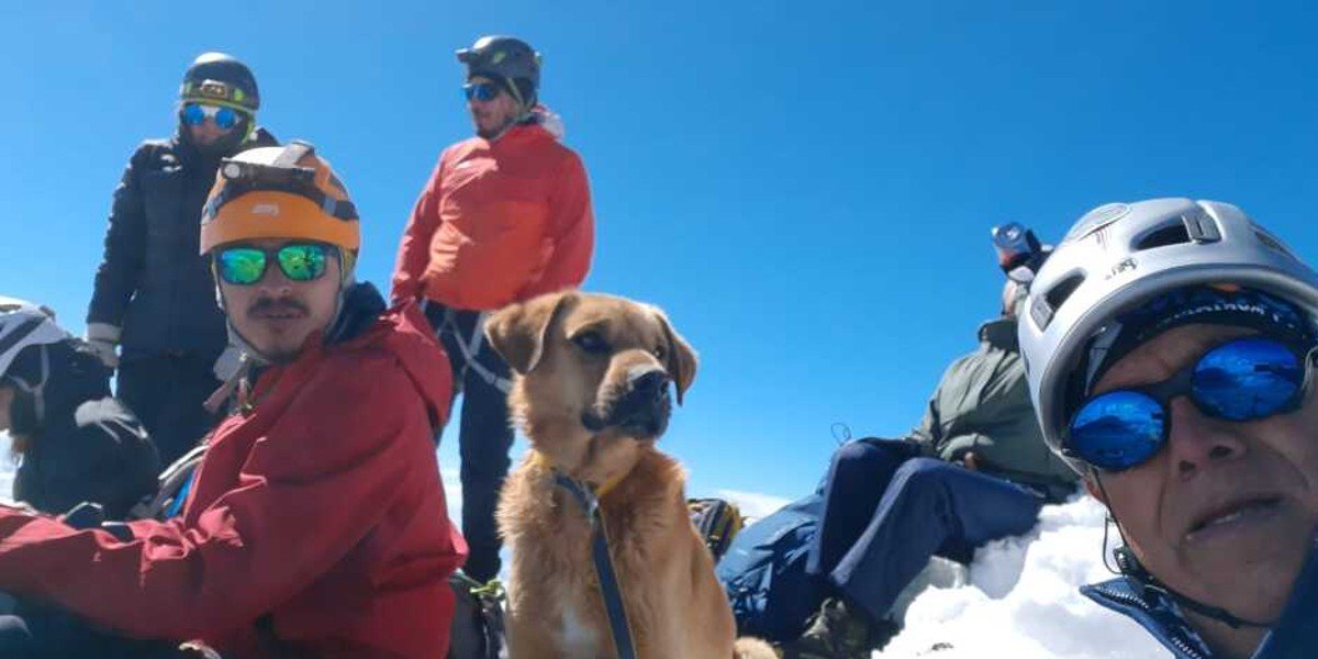 Rescatan a perrito 'Canelo', llevaba un mes perido en la cima del Pico de Orizaba