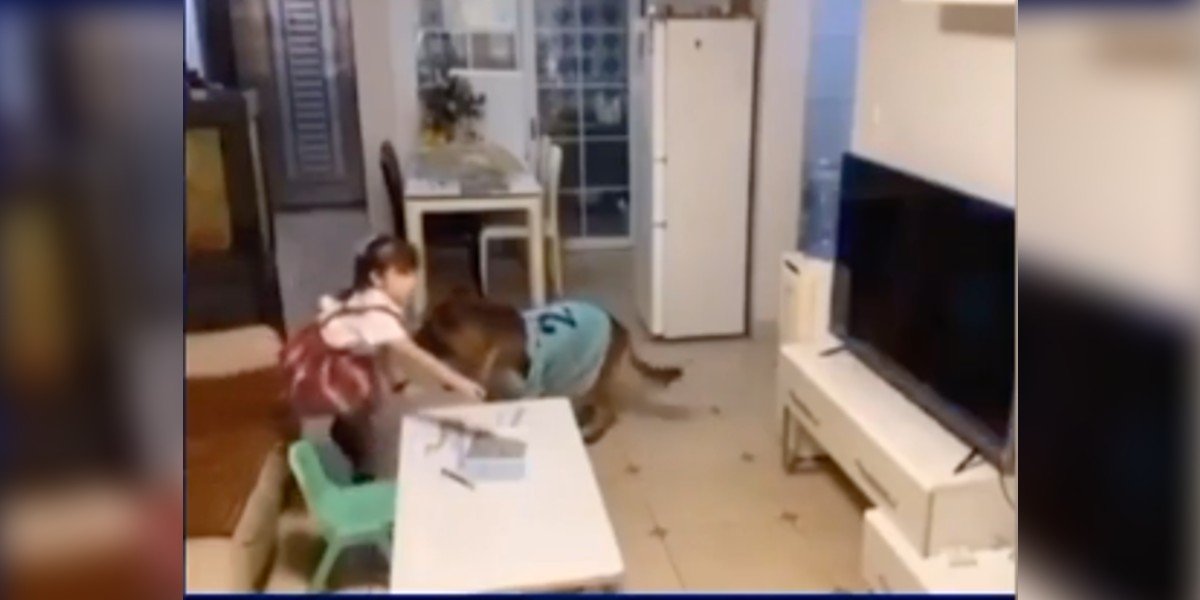 Perrito alerta a su pequeña dueña para que no la atrapen viendo televisión