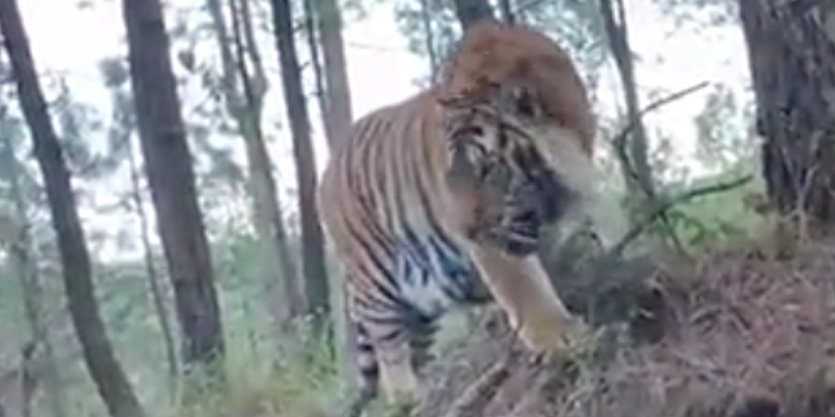 Captan a tigre de bengala deambulando por la carretera de Tepalpa, en Jalisco