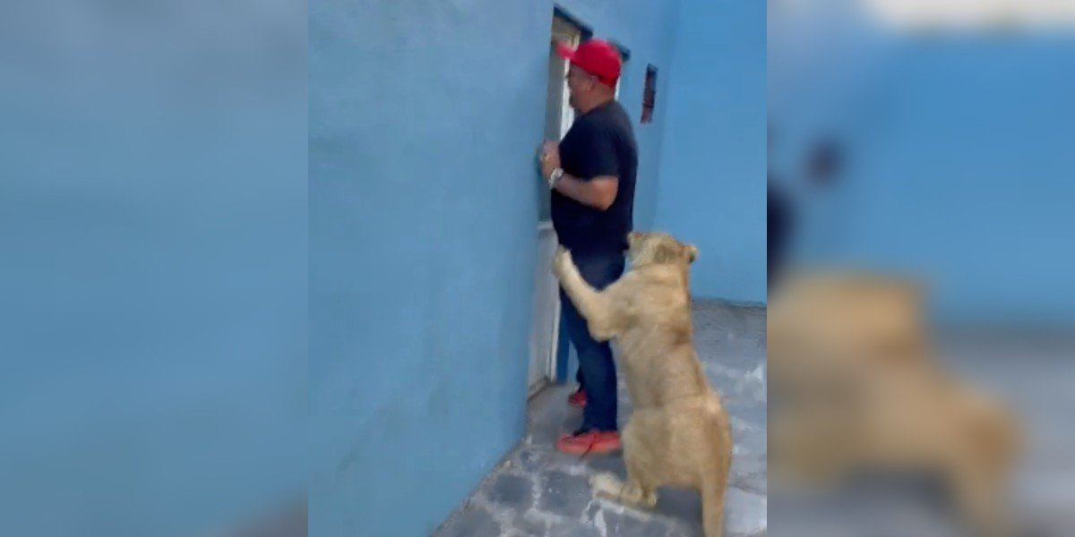 León persigue a hombre y su reacción se viraliza en Tik Tok. VIDEO