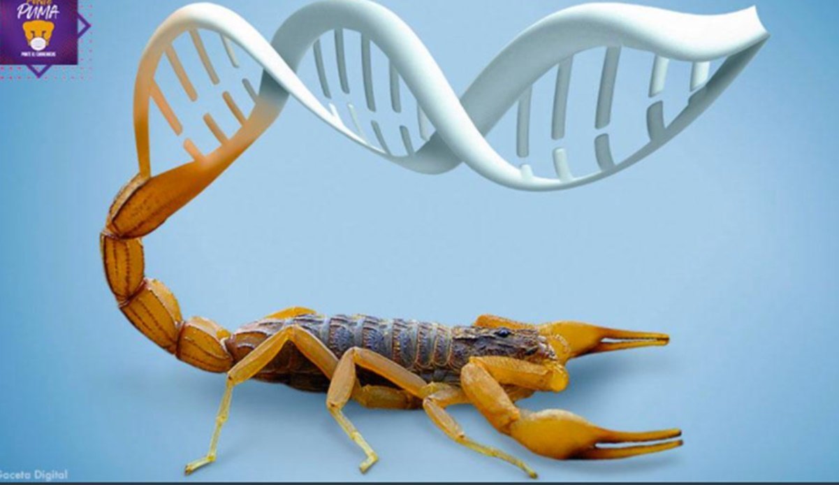 Científico de la UNAM crea molécula a base de veneno de alacrán que ‘detiene’ la metástasis