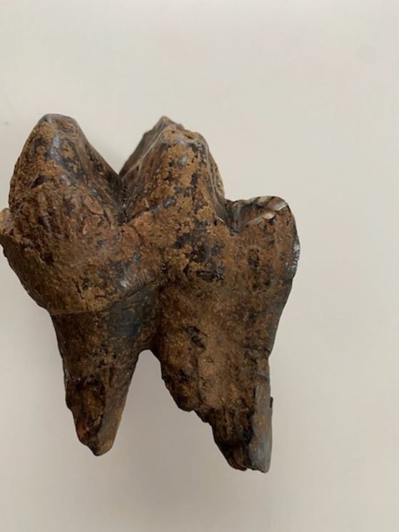 'Pensé que me iban a dar dinero': Niño descubre diente de mamut de 12 mil años