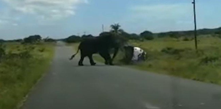 Captan momento cuando elefante vuelca un coche con una familia dentro (Video)
