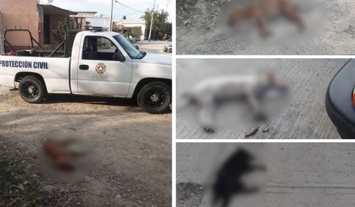 FGE investiga envenenamiento de seis perros en Ciudad Valles