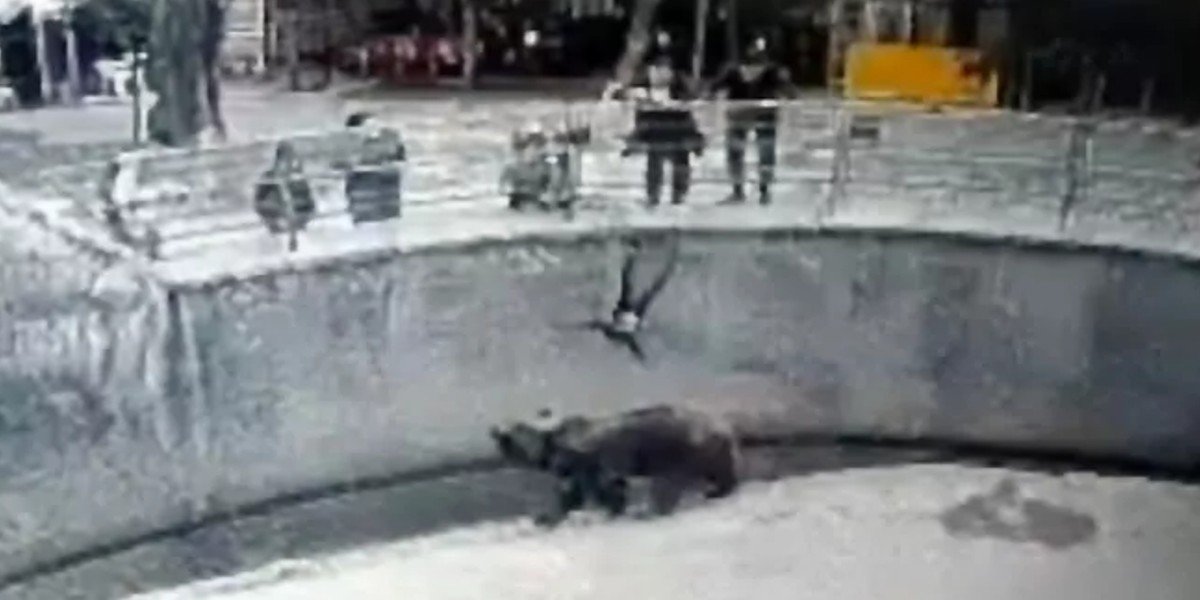 ¡Desalmada! Madre arrojó a su hija de 3 años a jaula de un oso en zoológico