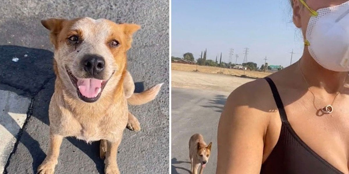 Perrito persigue a joven para que lo adopte y ella se lo lleva a casa