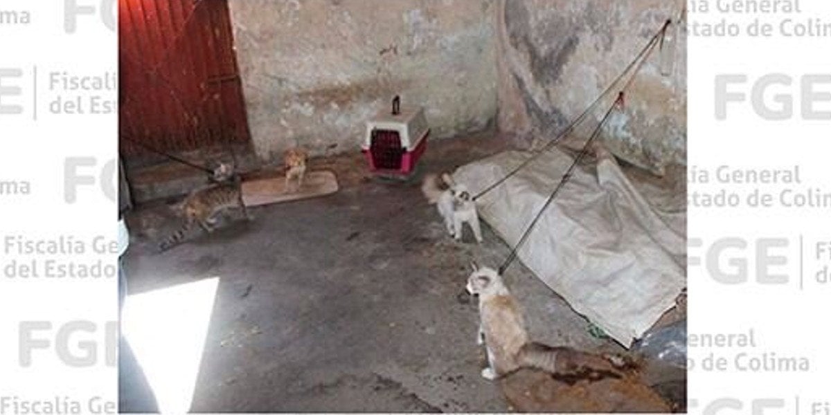 17 perros y 11 gatos son rescatados en cateo de Colima