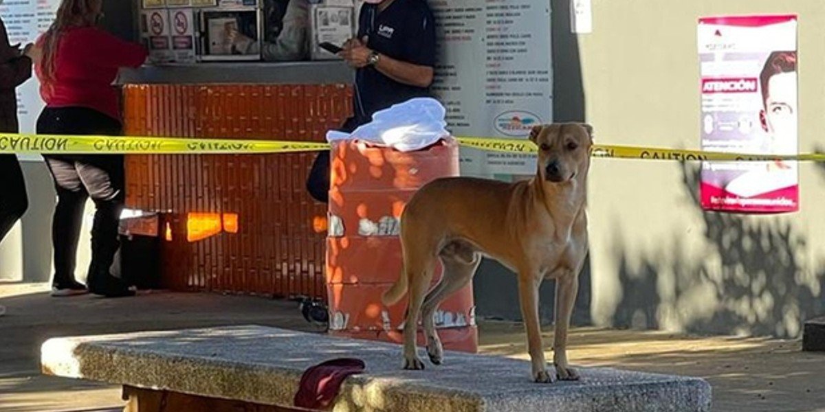 Perrito cuidó pertenencias de su dueño quien murió en la calle