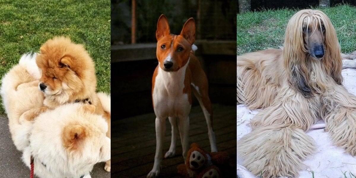 ¡Amigo fiel! ¿Qué razas de perro son las más difíciles de entrenar?