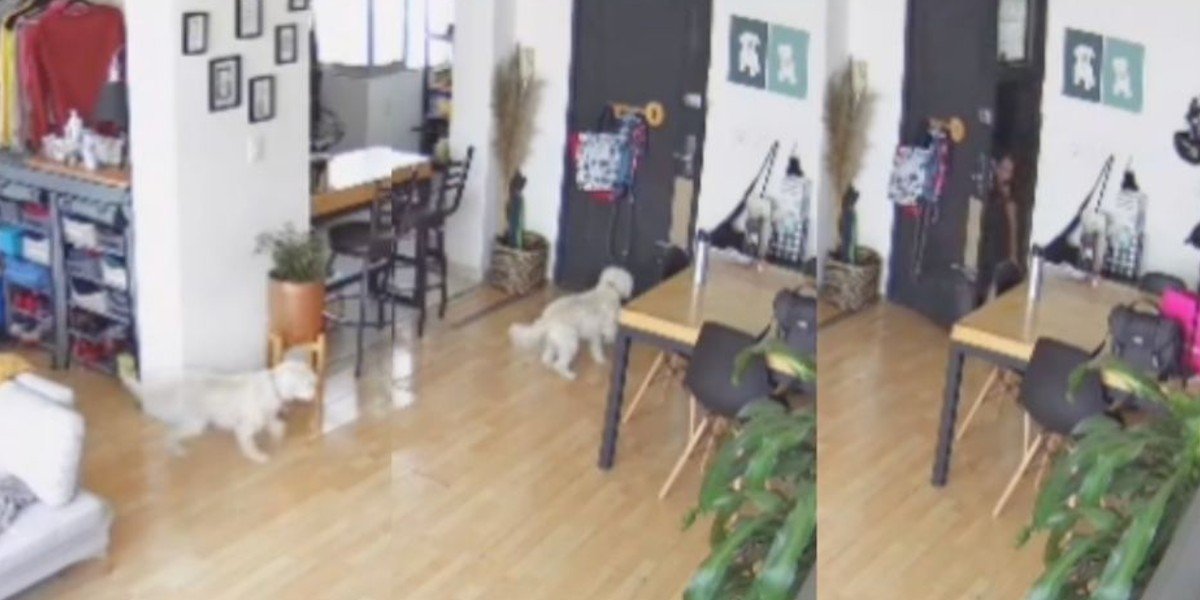 Reacción de perrita durante alerta sísmica se hace viral en TikTok