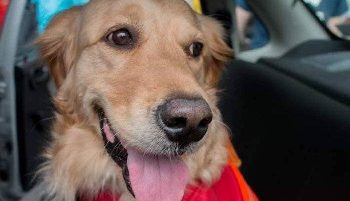 Perrita Frida se reporta fuera de peligro; pero murió Nahla, rescatista del sismo del 19S