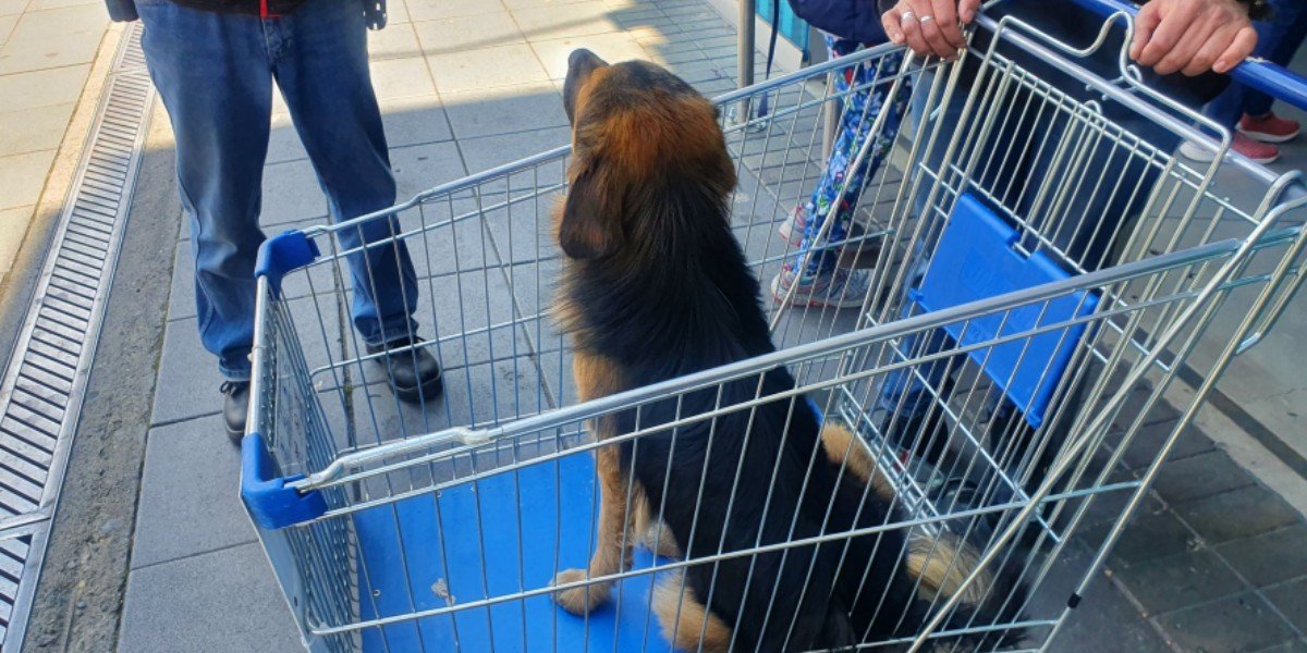 Abandonan a perro en carro de supermercado, no se movió esperando a su dueño