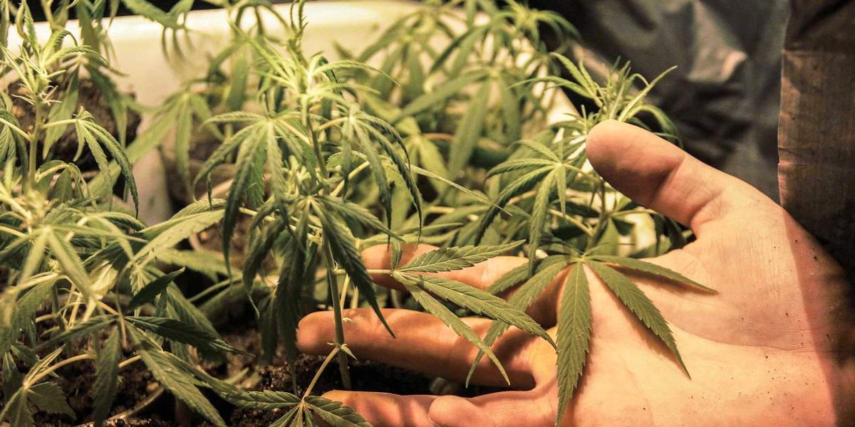 Estudio revela que compuestos de la marihuana impiden que COVID-19 se quede en las células