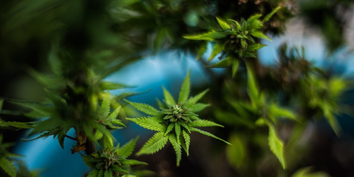 ¿Qué puntos sobre la regulación de la cannabis están atorados en el Senado?