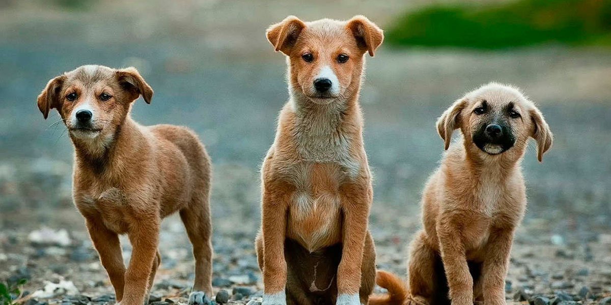¿Qué estados tipifican el maltrato animal como delito en México?